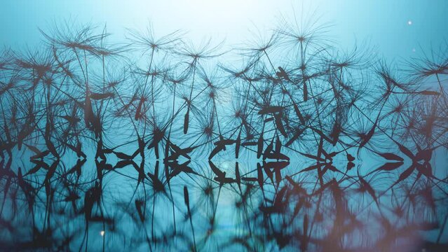 Lots of dandelion seeds close-up with reflection on a mirror table on a blue background in the sunbeams with sunflare and flying dust. 4k macro slow motion video 16x9 high quality. ProRes 422 HQ.