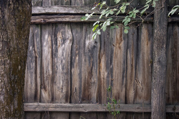 Fototapeta na wymiar wooden fence against the background of a tree trunk and a branch with green leaves. Copy space for your text