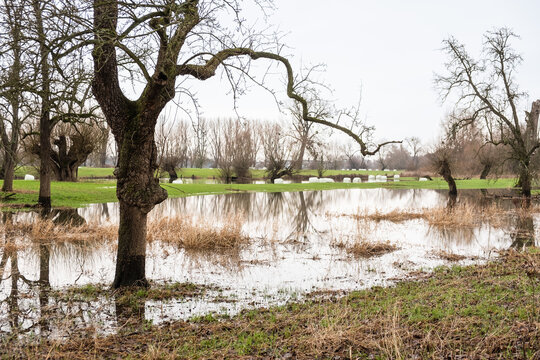 &Uuml;berschwemmungen des Rheins im Naturschutzgebiet der Urdenbacher K&auml;mpe bei D&uuml;sseldorf
