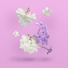Beautiful lilac flowers falling on pink background