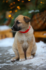 Little homeless puppy freezing on the street. Red mixed breed puppy on the Christmas decor background.