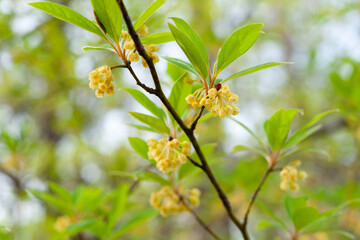 クロモジの小さな花