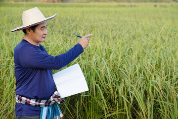 Asian man farmer is at paddy field, wear hat, blue shirt, holds notebook paper, inspects growth and...