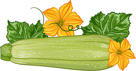 composition with fresh green zucchini with leaves and flowers on a transparent background. botanical realistic squash fruit illustration