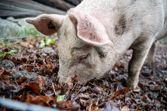 Head of a pink pig on a farm rummaging and eating in a mud and dirt floor
