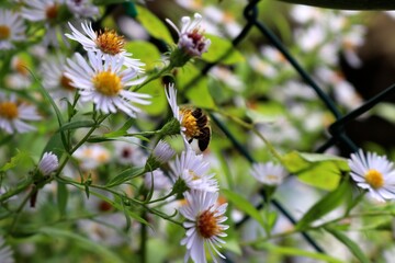 bee on a flower