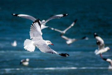 seagulls in flight