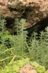 green tropical plant with lots of leaves