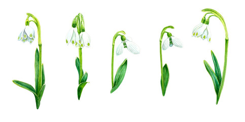 Set of hand drawn snowdrops flower. Watercolor illustration isolated on white background. Spring flowers drawing.