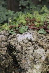 green tropical plant with lots of leaves