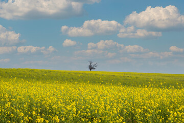 Yellow fields of canola flowers with isolated tree wallpaper