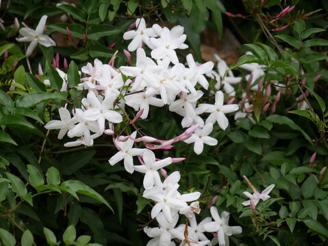 Jasmin