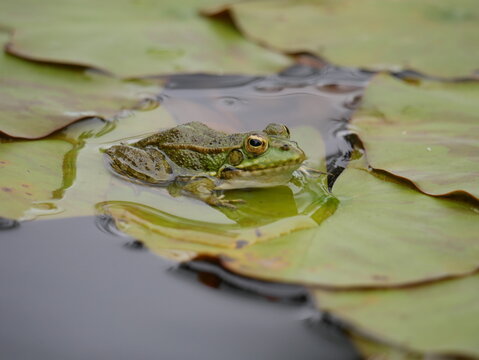 Frosch auf Seerose