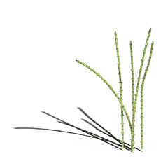Obraz premium wild field grass with a shadow under it, isolated on a transparent background, 3D illustration, cg render 