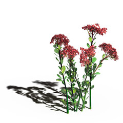 wild field grass with a shadow under it, isolated on a transparent background, 3D illustration, cg render
