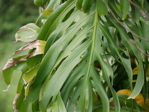 Monstera