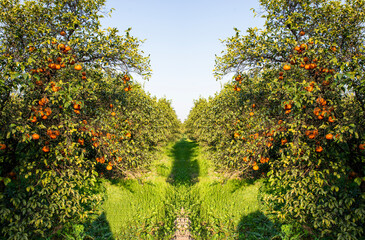 Fototapeta na wymiar Garden full of oranges ready to harvest on trees