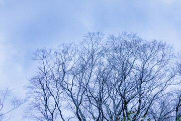 モノトーンが綺麗な曇り空と葉の落ちた木