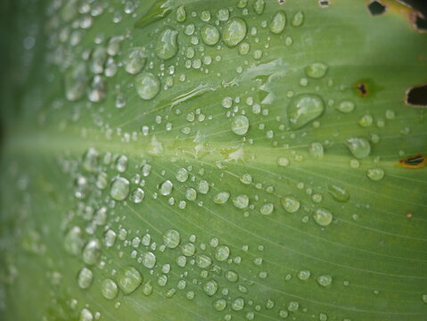 Wassertropfen auf Blatt