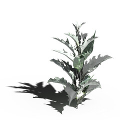 wild field grass with a shadow under it, isolated on a transparent background, 3D illustration, cg render
