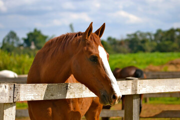 Beautiful sorrel brown horse on a beautiful sunny day enjoying a pasture