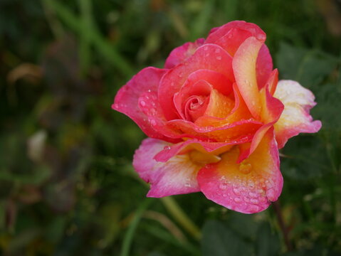 Rose mit Wassertropfen