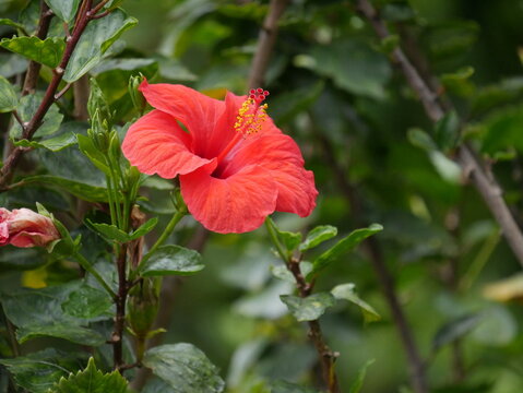 Hibiskus