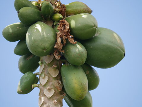 Papaya