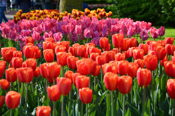 Beautiful colorful tulips flowers growing in Keukenhof gardens, Holland. Tulip background.
