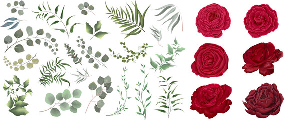 A large vector collection of flowers and plants. Juicy eucalyptus, green plants and leaves. Red mix of flowers, roses, ranunculus. All elements are isolated 
