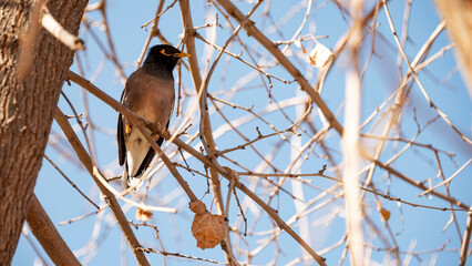 thrush on an autumn tree without foliage