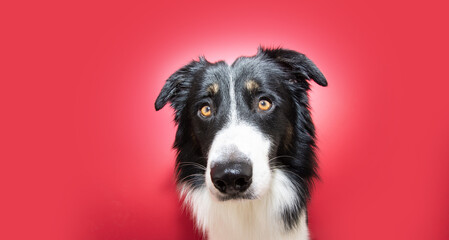 Portrait serious border collie puppy dog looking at camera with sad expression face. Isolated on red, magenta background