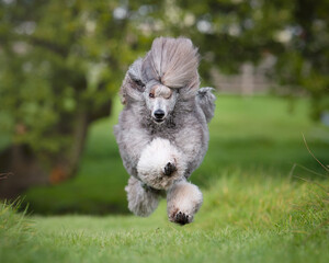 Standard Poodle Running Towards