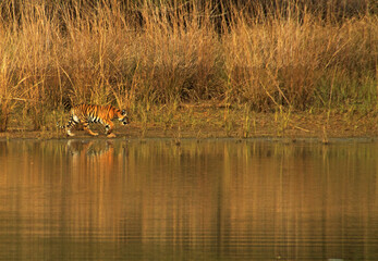 Indian Bengal Tigers