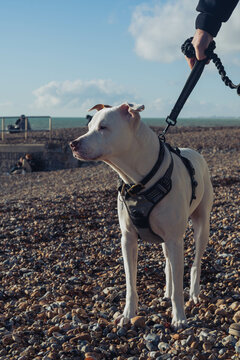 A white staffordshire mix breed dog at Brighton pebble beach on sunny winters day on a leash with blue sky