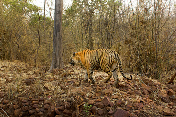 Indian Bengal Tigers