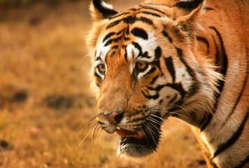 Indian Bengal Tigers