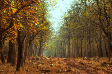The Forest of India