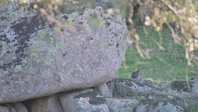 The Iberian, or Spanish Lynx (Lynx pardinus) is one of the most endangered wild cat species in the world. Cleans itself in typical environment of National Park Sierra de Andujar, Andalusia, Spain. 4K