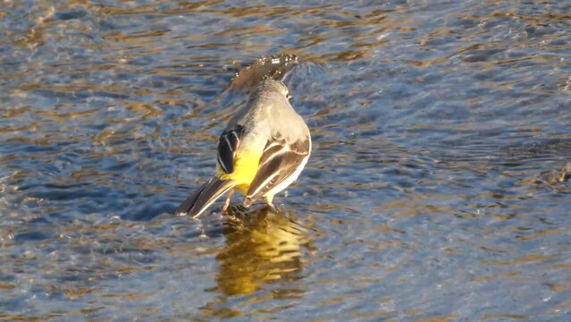 Common Sandpiper or Actitis hypoleucos looking for food, small fish and invertebrates, within the current of a river. It is a species of face-faced bird of the Scolopacida family.