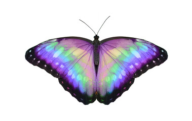 Rainbow Butterfly - open butterfly with large symmetrical wing span showing graduated rainbow...