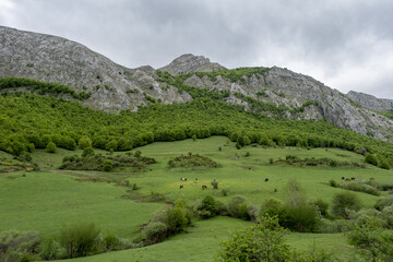 Fototapeta na wymiar Green pastures in the mountain