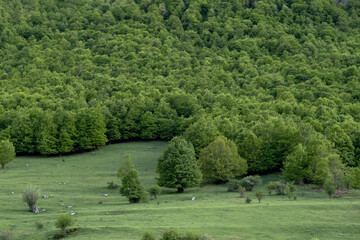 Green leafy beech forest in spring