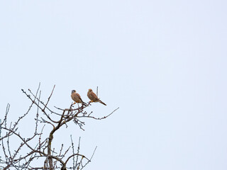 pair of kesterels on a bare tree