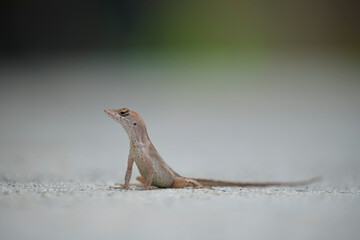 Macro closeup of blown alone lizard warming on summer sun. Anolis sagrei small reptile in native to Florida USA