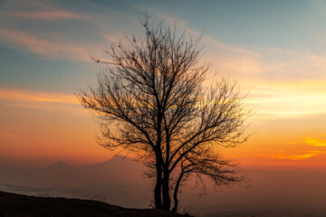 Tree silhouette on the bright colorful sunset .