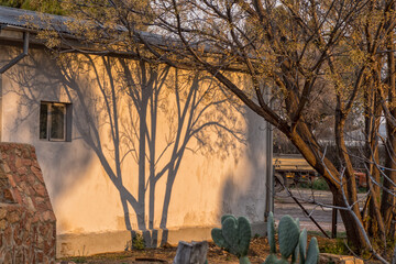 Shadows of tree on a wall at sunset
