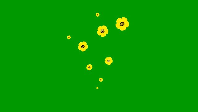 Animated yellow beautiful flowers fly from bottom to top. A fountain of flying flowers. Looped video. Concept of spring. Vector illustration isolated on the green background.