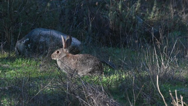 The European rabbit (Oryctolagus cuniculus) native species to the Iberian Peninsula looking and running away in forest of Sierra de Andujar National Park, Spain. 4K footage