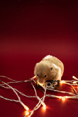 Fototapete bei efototapeten.de bestellen   